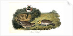Shore Lark by John James Audubon