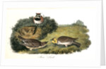 Shore Lark by John James Audubon