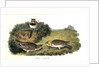 Shore Lark by John James Audubon