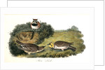 Shore Lark by John James Audubon