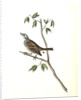 Townsend's Bunting. Male by John James Audubon