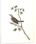 Townsend's Bunting. Male by John James Audubon