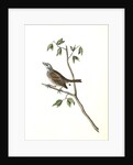 Townsend's Bunting. Male by John James Audubon
