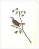 Townsend's Bunting. Male by John James Audubon