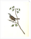 Townsend's Bunting. Male by John James Audubon