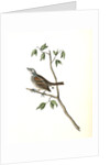 Townsend's Bunting. Male by John James Audubon
