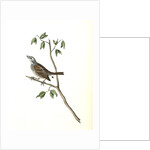 Townsend's Bunting. Male by John James Audubon