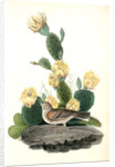 Bay-winged Bunting. Male. (Prickly Pear. Cactus Opuntia.) by John James Audubon
