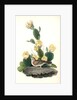Bay-winged Bunting. Male. (Prickly Pear. Cactus Opuntia.) by John James Audubon