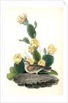 Bay-winged Bunting. Male. (Prickly Pear. Cactus Opuntia.) by John James Audubon