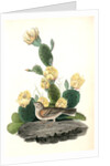 Bay-winged Bunting. Male. (Prickly Pear. Cactus Opuntia.) by John James Audubon
