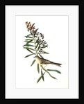 Clay-coloured Bunting. Male. (Asclepias tuberosa.) by John James Audubon