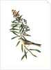 Clay-coloured Bunting. Male. (Asclepias tuberosa.) by John James Audubon