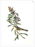 Clay-coloured Bunting. Male. (Asclepias tuberosa.) by John James Audubon