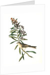 Clay-coloured Bunting. Male. (Asclepias tuberosa.) by John James Audubon