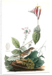 Henslow's Bunting. Male. (Indian Pink-root or Worm-grass. Spigelia Marilandica. Phlox aristata.) by John James Audubon