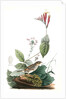 Henslow's Bunting. Male. (Indian Pink-root or Worm-grass. Spigelia Marilandica. Phlox aristata.) by John James Audubon