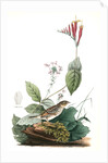 Henslow's Bunting. Male. (Indian Pink-root or Worm-grass. Spigelia Marilandica. Phlox aristata.) by John James Audubon