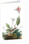 Henslow's Bunting. Male. (Indian Pink-root or Worm-grass. Spigelia Marilandica. Phlox aristata.) by John James Audubon