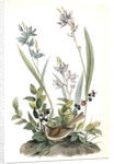 Field Bunting. Male. (Calopogon pulchellus. Brown. Dwarf Huckle-berry. Vaccinium tenellum.) by John James Audubon