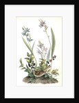 Field Bunting. Male. (Calopogon pulchellus. Brown. Dwarf Huckle-berry. Vaccinium tenellum.) by John James Audubon