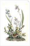 Field Bunting. Male. (Calopogon pulchellus. Brown. Dwarf Huckle-berry. Vaccinium tenellum.) by John James Audubon