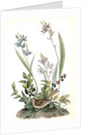 Field Bunting. Male. (Calopogon pulchellus. Brown. Dwarf Huckle-berry. Vaccinium tenellum.) by John James Audubon