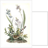 Field Bunting. Male. (Calopogon pulchellus. Brown. Dwarf Huckle-berry. Vaccinium tenellum.) by John James Audubon