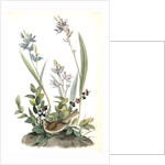 Field Bunting. Male. (Calopogon pulchellus. Brown. Dwarf Huckle-berry. Vaccinium tenellum.) by John James Audubon