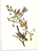 Canada Bunting (Tree Sparrow) by John James Audubon