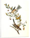 Canada Bunting (Tree Sparrow) by John James Audubon