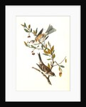 Canada Bunting (Tree Sparrow) by John James Audubon