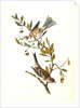 Canada Bunting (Tree Sparrow) by John James Audubon
