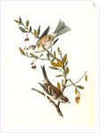 Canada Bunting (Tree Sparrow) by John James Audubon