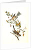 Canada Bunting (Tree Sparrow) by John James Audubon