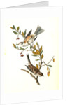Canada Bunting (Tree Sparrow) by John James Audubon