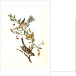 Canada Bunting (Tree Sparrow) by John James Audubon