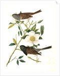 Oregon Snow-Bird by John James Audubon