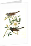 Oregon Snow-Bird by John James Audubon