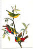 Painted Bunting. 1.2. 3. Males in different states of plumage. 4. Female. (Chicasaw Wild Plum) by John James Audubon