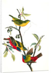 Painted Bunting. 1.2. 3. Males in different states of plumage. 4. Female. (Chicasaw Wild Plum) by John James Audubon