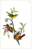 Painted Bunting. 1.2. 3. Males in different states of plumage. 4. Female. (Chicasaw Wild Plum) by John James Audubon