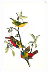 Painted Bunting. 1.2. 3. Males in different states of plumage. 4. Female. (Chicasaw Wild Plum) by John James Audubon