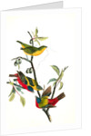 Painted Bunting. 1.2. 3. Males in different states of plumage. 4. Female. (Chicasaw Wild Plum) by John James Audubon