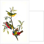 Painted Bunting. 1.2. 3. Males in different states of plumage. 4. Female. (Chicasaw Wild Plum) by John James Audubon