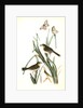 Macgillivray's Shore-Finch by John James Audubon