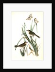 Macgillivray's Shore-Finch by John James Audubon