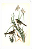 Macgillivray's Shore-Finch by John James Audubon