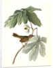 Swamp Sparrow. Male. (May-apple.) by John James Audubon