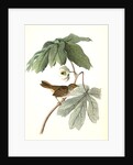 Swamp Sparrow. Male. (May-apple.) by John James Audubon
